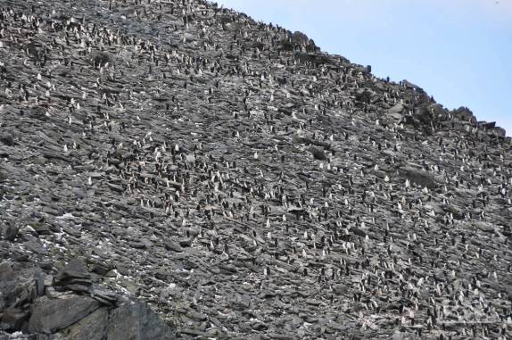 Centenas de pinguins nas encostas de Cape Lookout, em Elephant Island, na Antártida